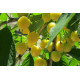 Makeakirsikkapuu ’Vytenu Geltonoji’ (Prunus avium ’Vytenu Geltonoji’)